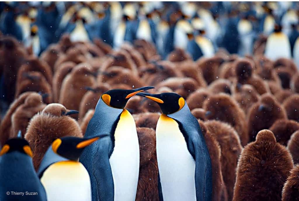 Manchots royaux, Baie de St Andrews, Géorgie du Sud, le temps des retrouvailles. © Thierry Suzan, tous droits réservés
